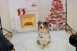 still_hundweihnachten